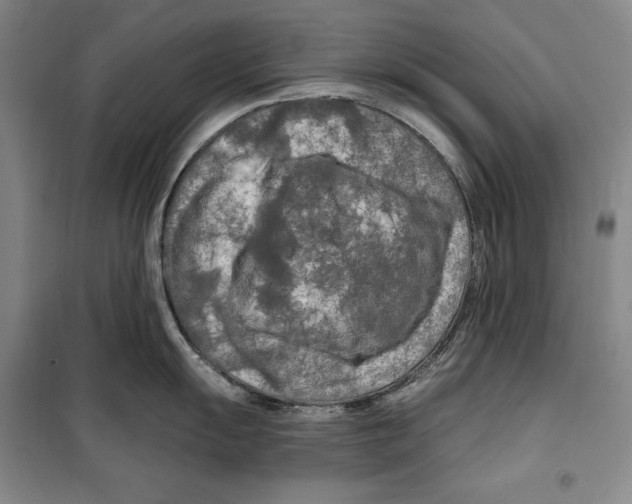 X0000099451055200806061101