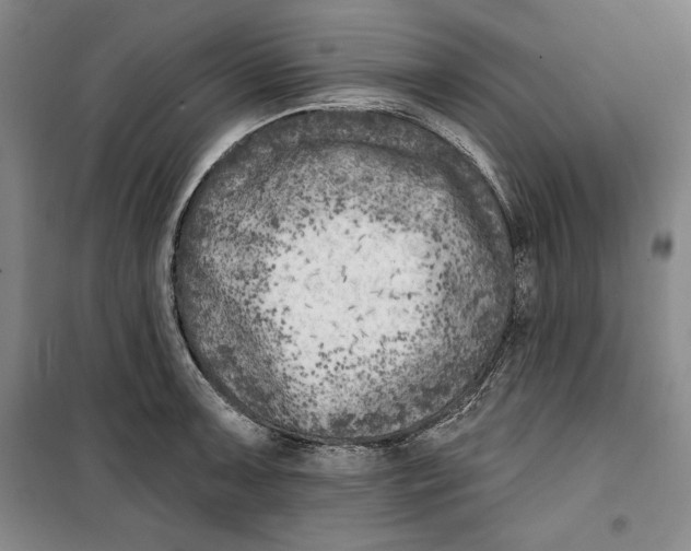 X0000099451091200806061100