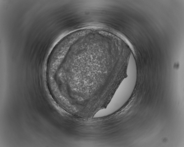 X0000099451099200806061100