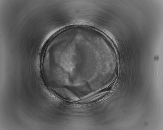 X0000099451120200806061059