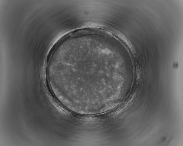 X0000099451124200806061059