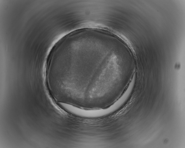 X0000099451128200806061059