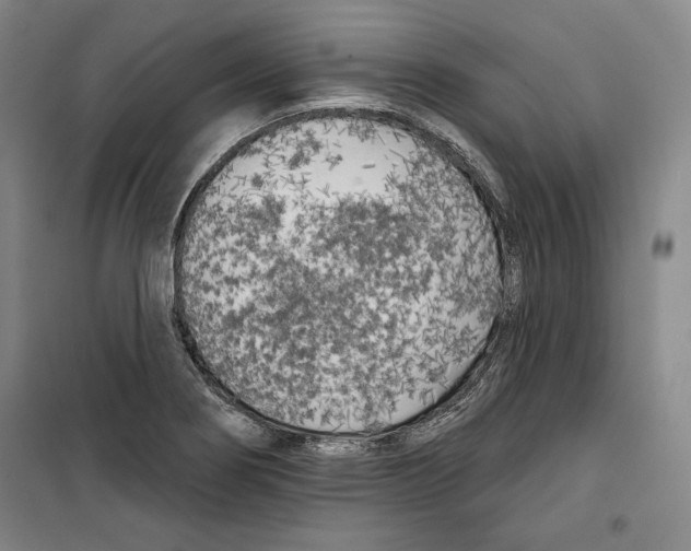 X0000099451274200806061057