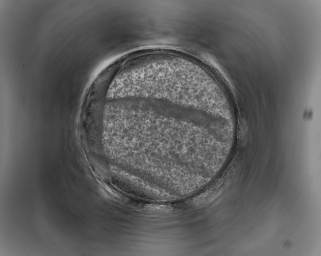 X0000099451320200806061057