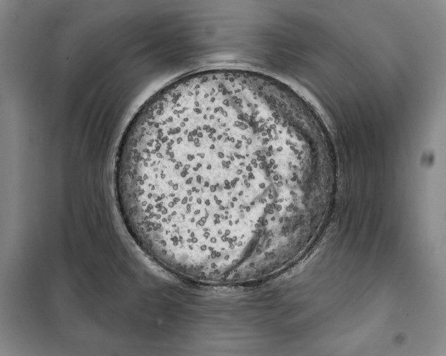 X0000099451333200806061057