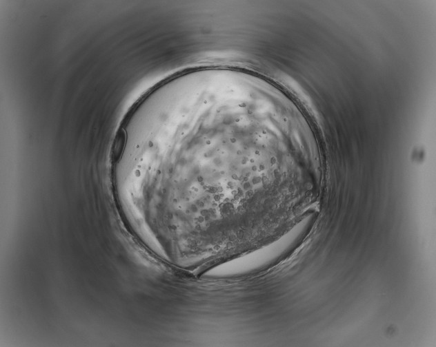 X0000099451336200806061057