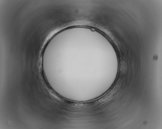 X0000099451366200806061056