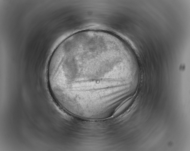 X0000099451375200806061056