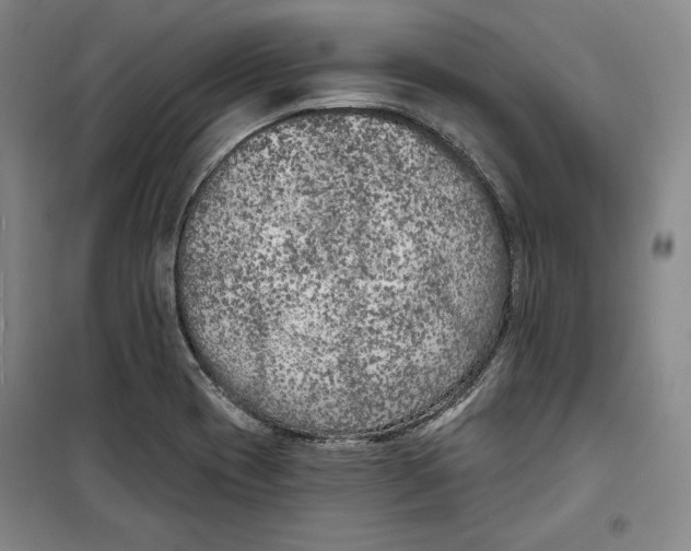 X0000099451417200806061055