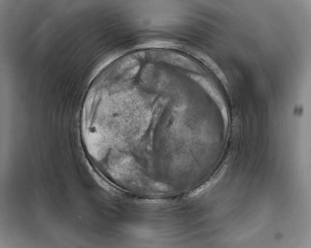 X0000099451425200806061055