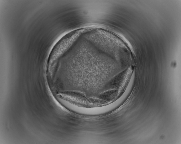 X0000099451484200806061054