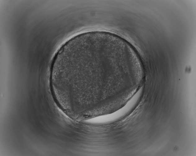 X0000099451508200806061054