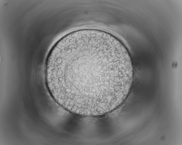 X0000099451514200806061054