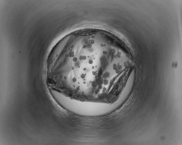 X0000099451520200806061054