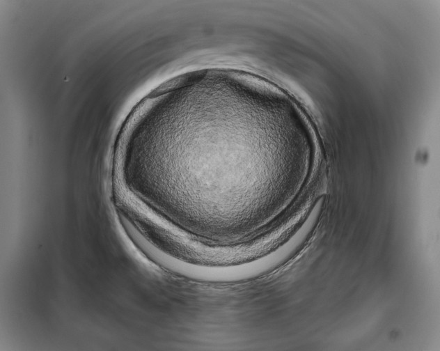 X0000099451528200806061054