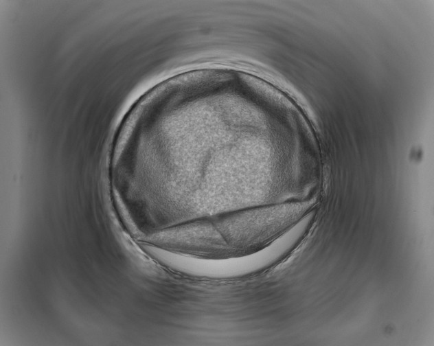 X0000099451530200806061054