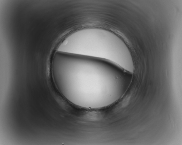 X0000099460446200805090750