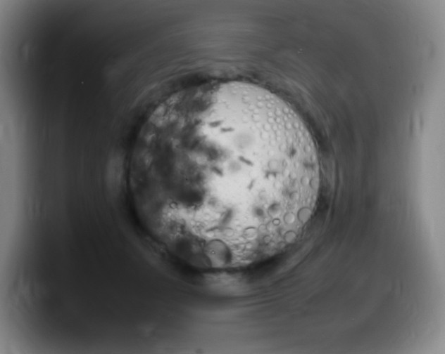 X0000099460511200805090750