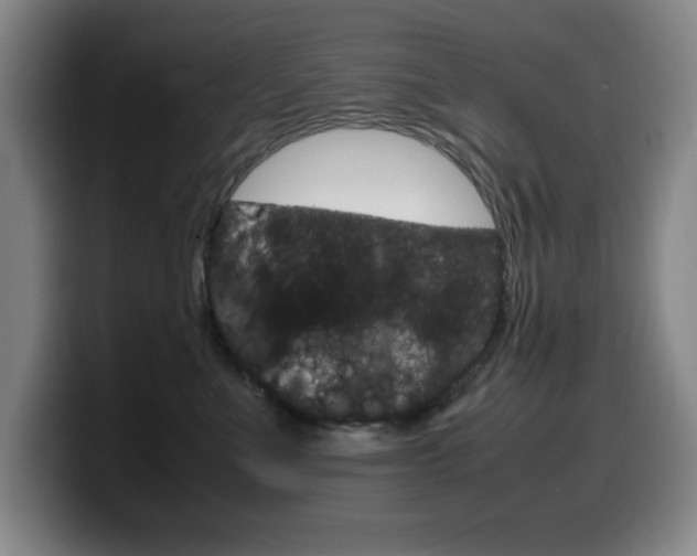 X0000099460523200805090750