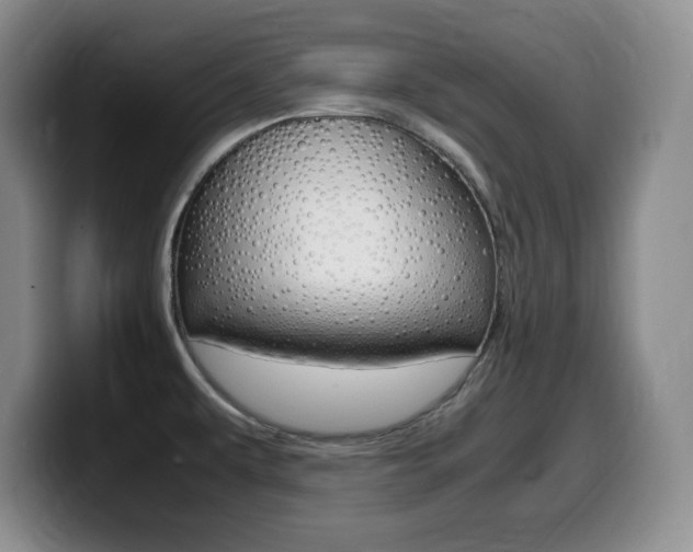 X0000099461479200805090737