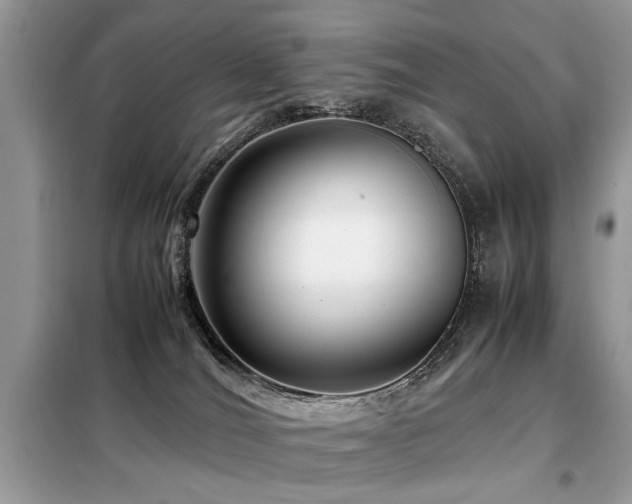 X0000099460036200805091539