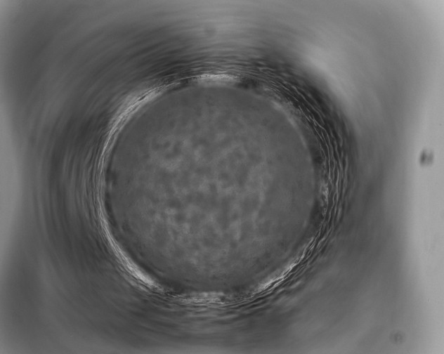 X0000099460049200805091539