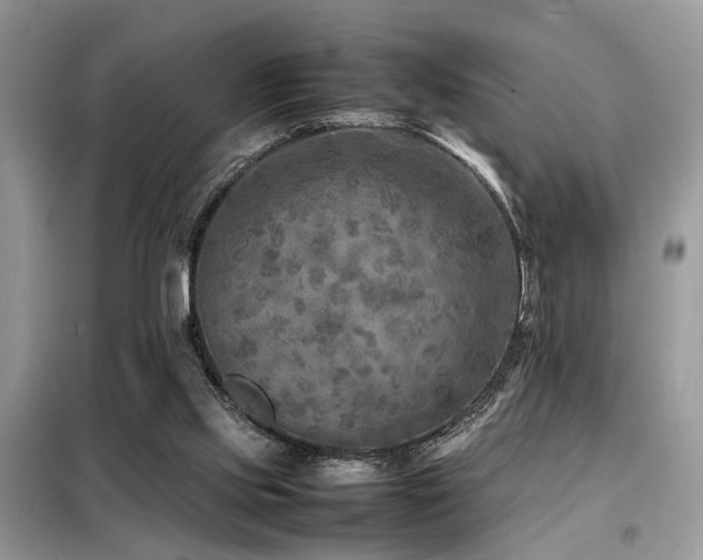 X0000099460061200805091539