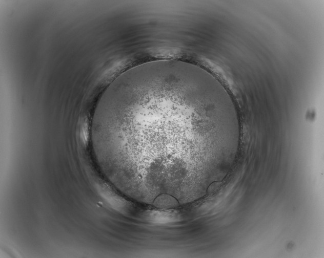 X0000099460069200805091539