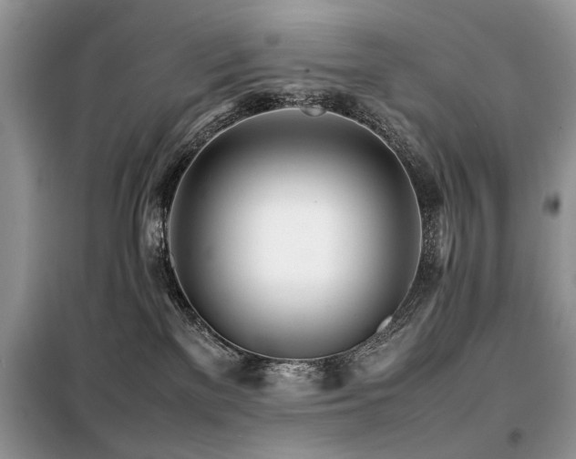 X0000099460137200805091538