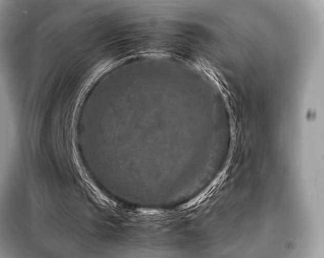 X0000099460145200805091537