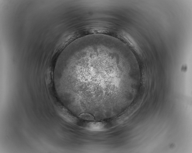 X0000099460169200805091537