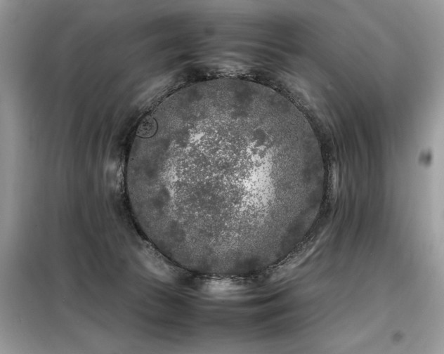 X0000099460177200805091537