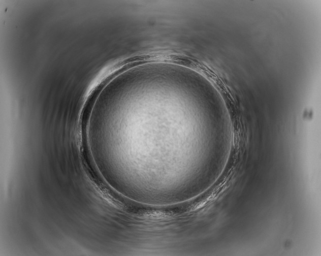 X0000099460198200805091537