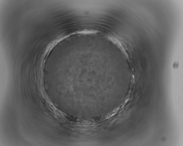 X0000099460337200805091534