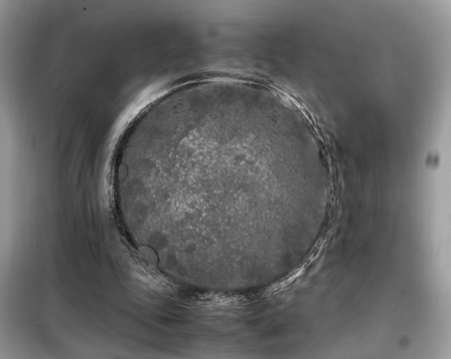 X0000099460343200805091534