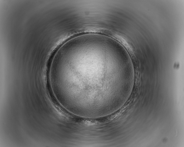 X0000099460346200805091534