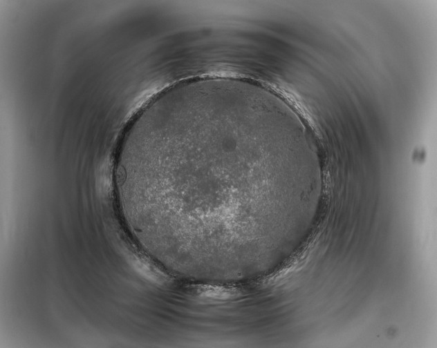 X0000099460347200805091534