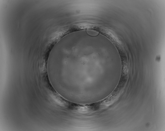 X0000099460411200805091533