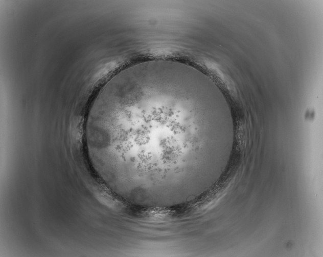X0000099460495200805091532