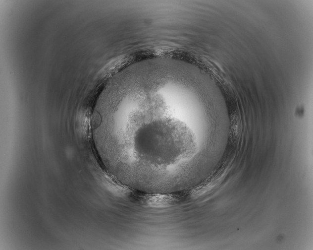 X0000099460527200805091531