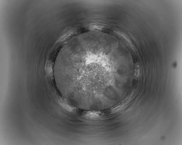 X0000099460573200805091531
