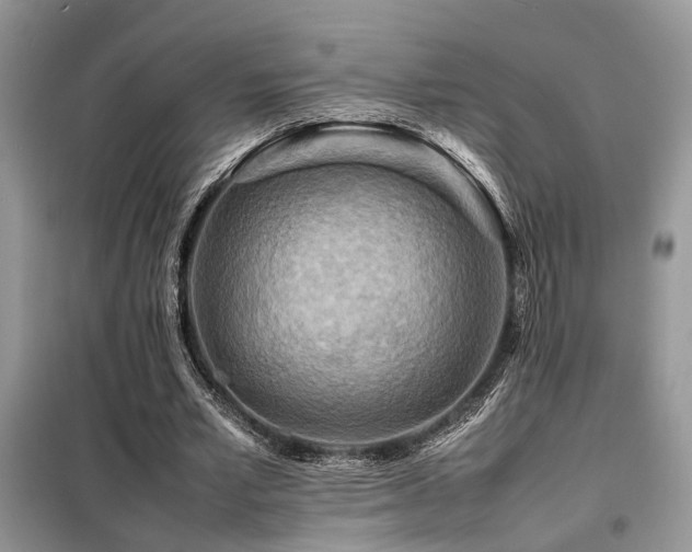 X0000099460581200805091530