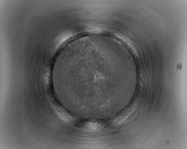 X0000099460596200805091530