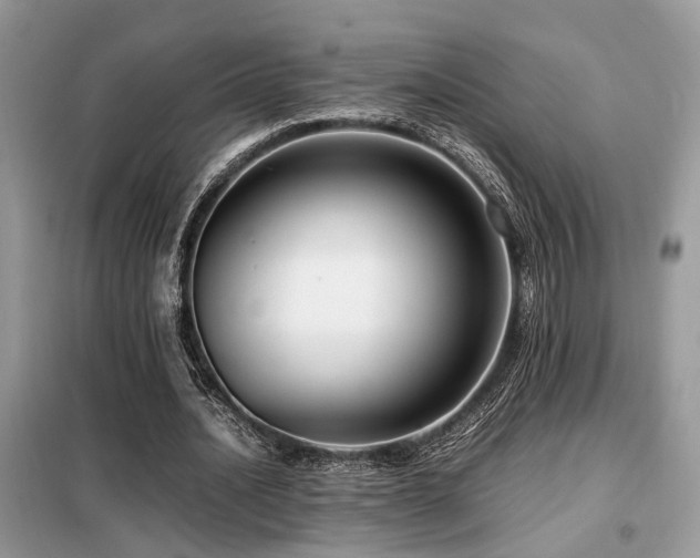 X0000099460628200805091529