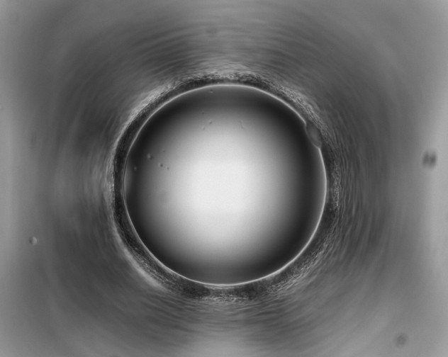 X0000099460630200805091529