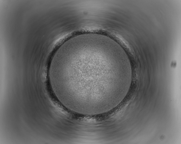 X0000099460640200805091529