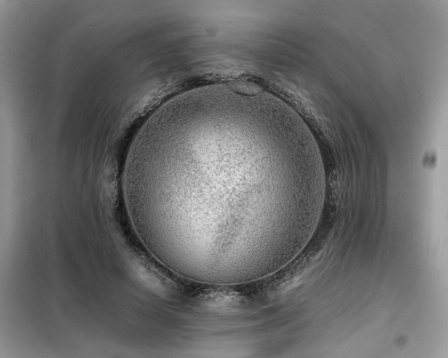 X0000099460642200805091529