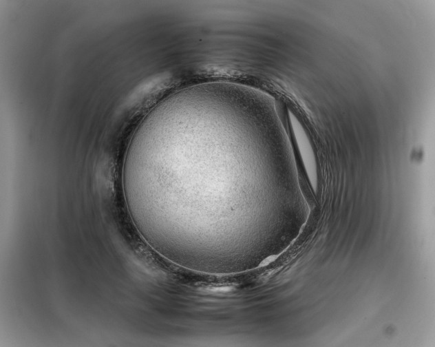 X0000099460643200805091529