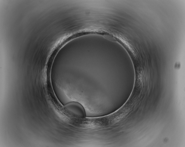 X0000099460678200805091529