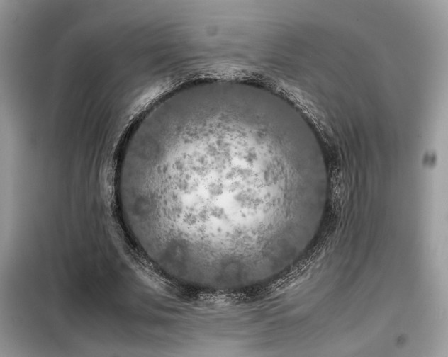 X0000099460679200805091529